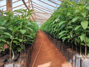 Palta: Llegó para superar una crisis de la producción citrícola y hoy revoluciona a la provincia de Misiones