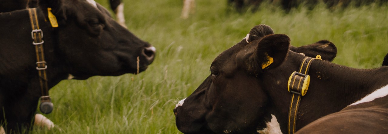 Datamars lanza una nueva línea de productos para revolucionar el campo argentino