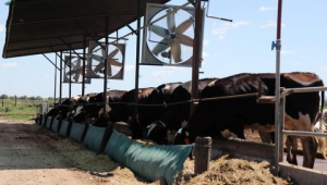 Cómo reducir el riesgo de estrés calórico en el ganado lechero