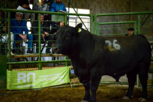 Prueba con Toros patagónicos: el objetivo es incrementar la calidad y cantidad de carne producida