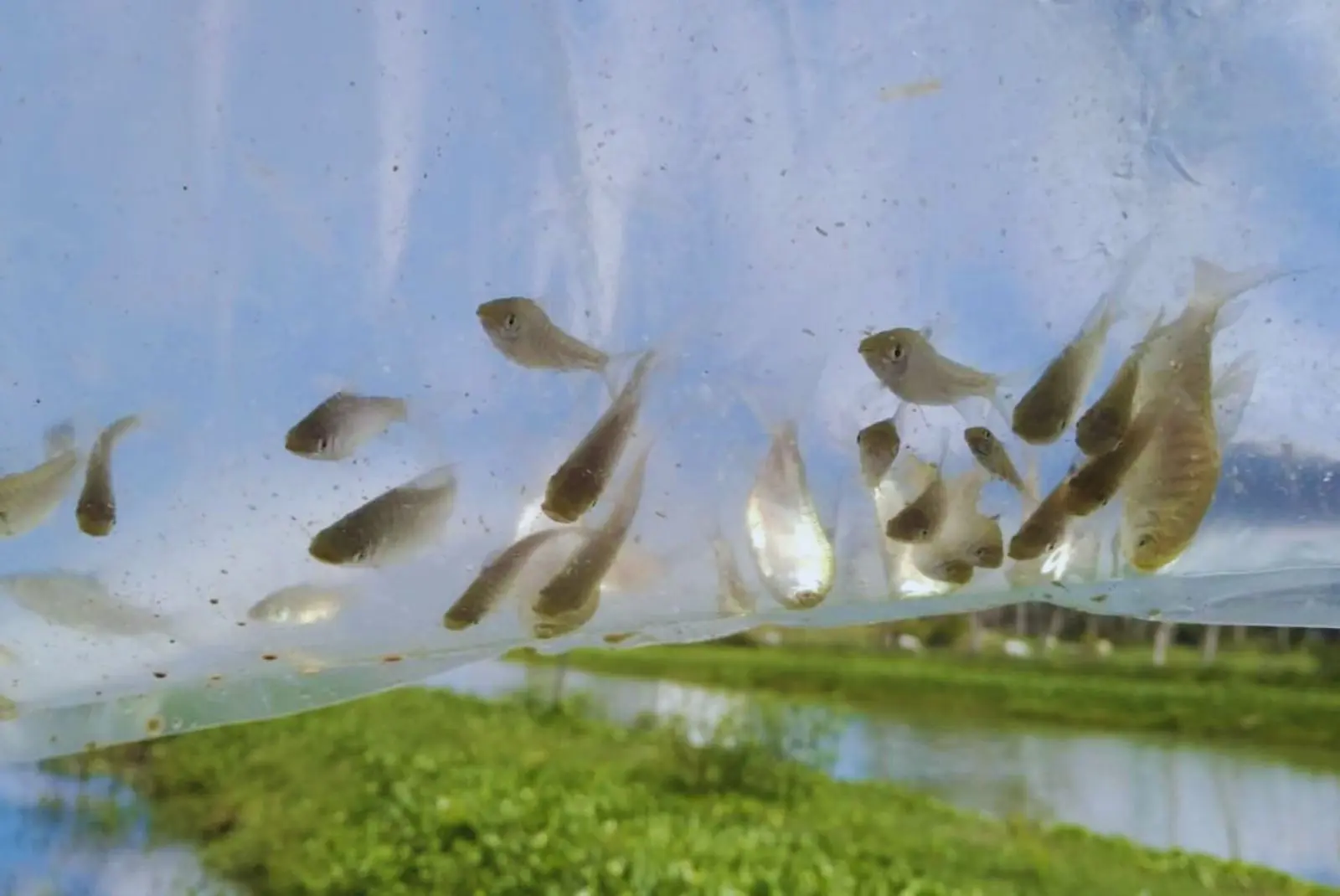 Utilizan peces nativos para controlar mosquitos en ambientes urbanos