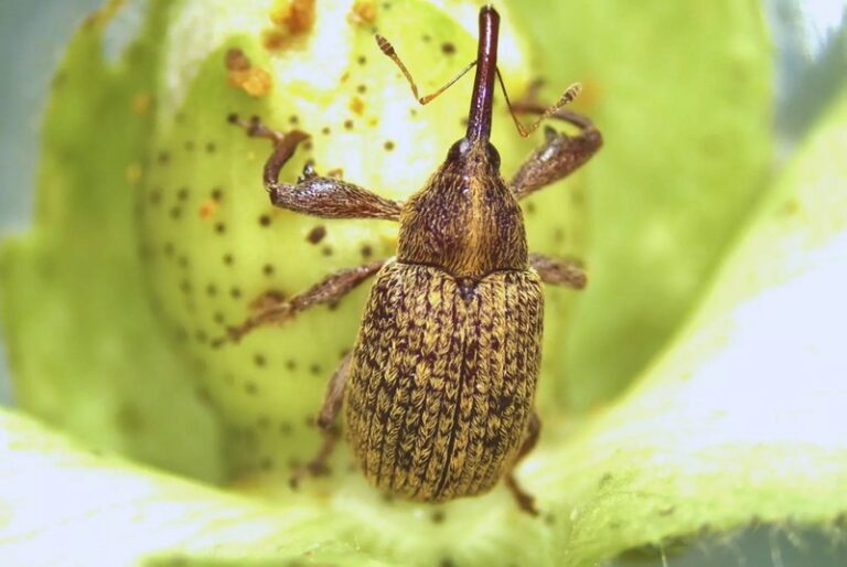 Avances en el control del picudo algodonero: estudian su variabilidad morfológica
