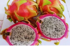 Avanza el desarrollo de la pitahaya en el norte argentino