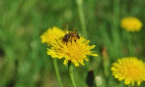 El polen como estrategia de diversificación apícola