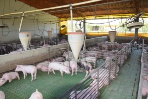 Producción porcina: aumento de costos e ingreso de carne del exterior