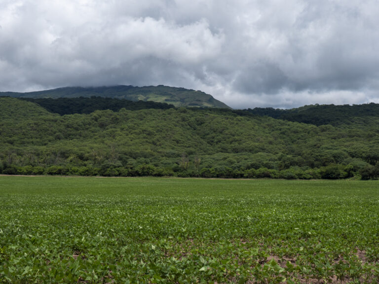 Es posible una agricultura productiva y sustentable en el Gran Chaco