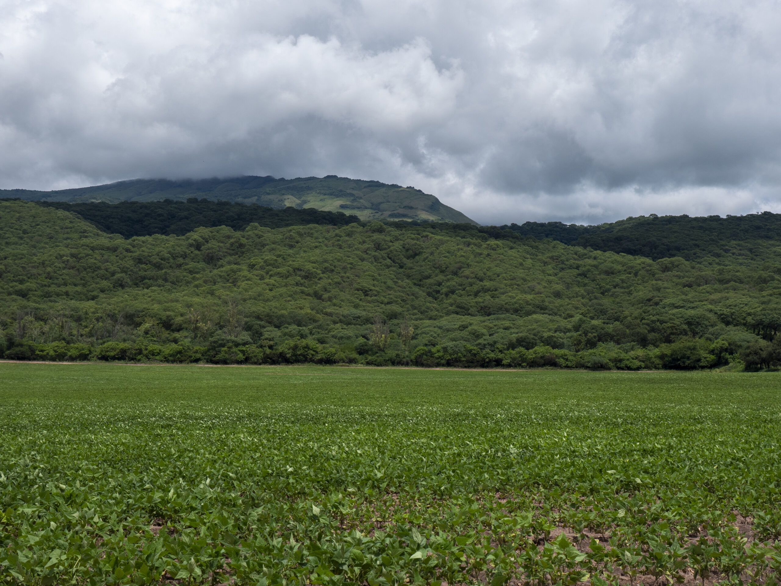 Es posible una agricultura productiva y sustentable en el Gran Chaco