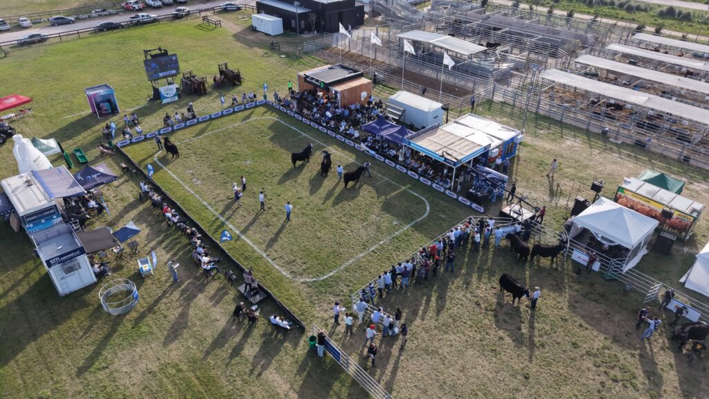 60.000 cabezas vendidas y una pista Angus que volvió a mostrar el valor de la genética