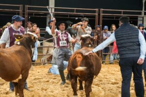 Los terneros Braford mostraron el gran presente de la raza