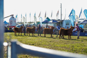 Todo listo para la gran exposición Angus de Primavera
