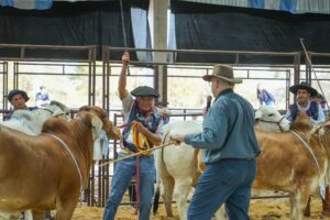 Desde Formosa llegaron los mejores Brahman