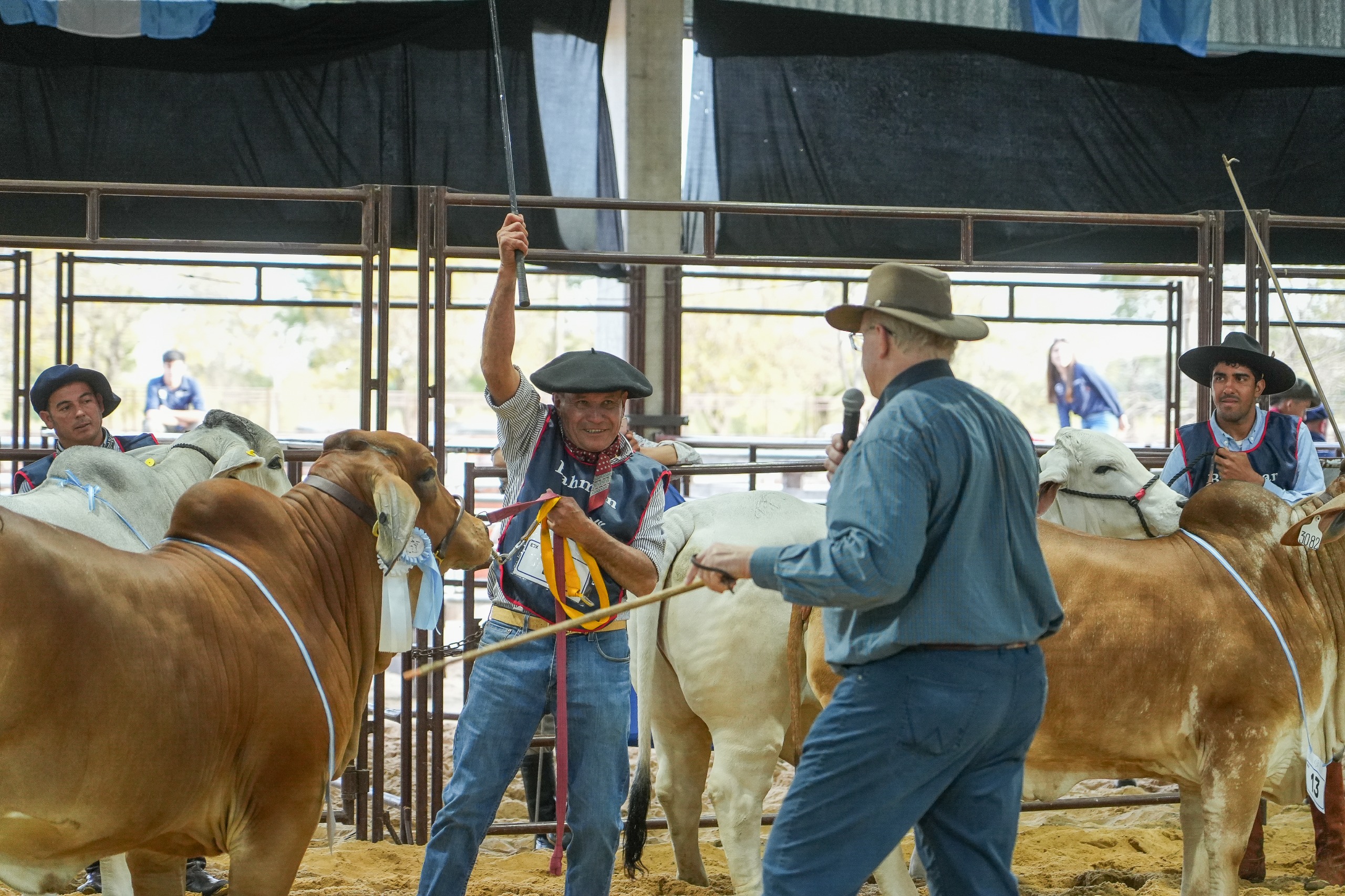 Desde Formosa llegaron los mejores Brahman