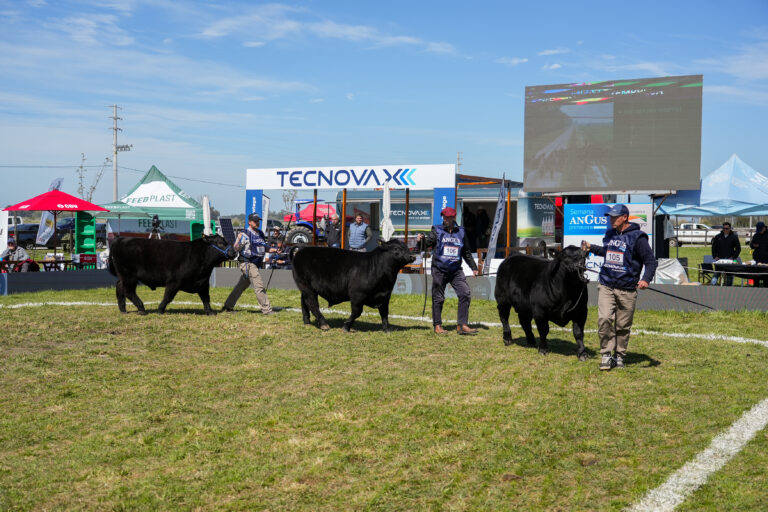 Semana Angus de Primavera: la genética y los buenos negocios fueron protagonistas