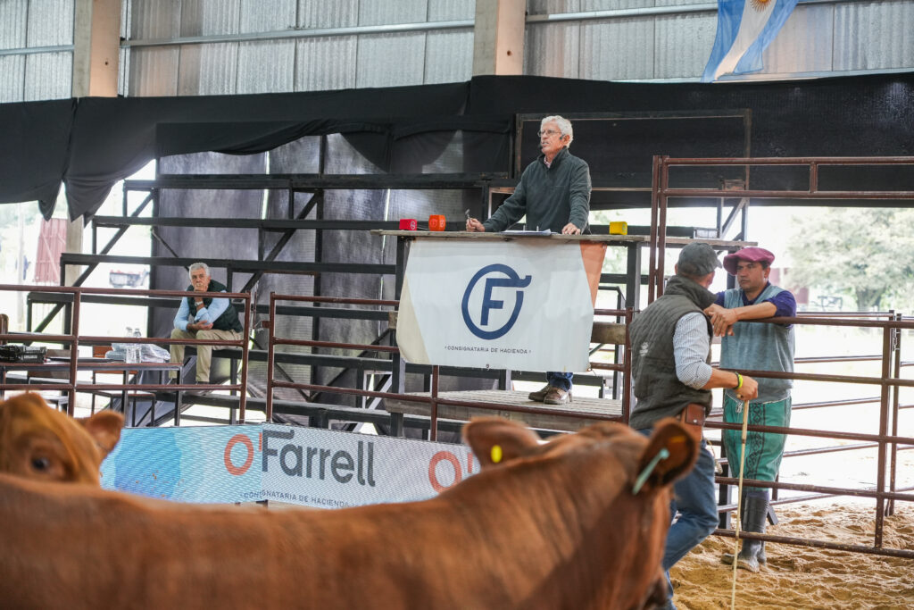 Brangus cerró su presencia en las NACIONALES con la venta de reproductores