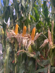 El maíz bajo riego en la Patagonia