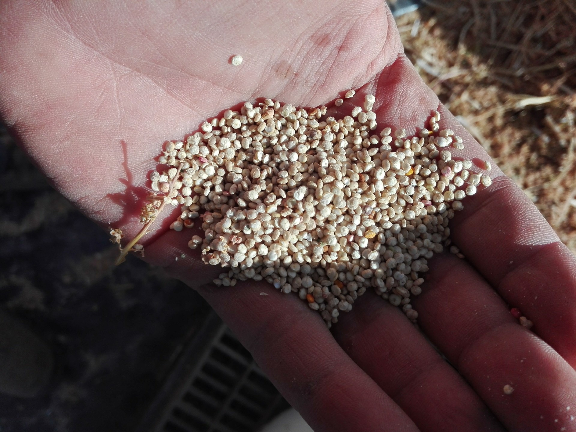 Quinua, el cultivo ancestral que puede ser clave en los valles riojanos