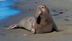 Confirmaron el primer caso de Gripe Aviar en un elefante marino en Chubut