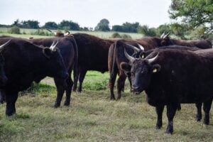 Carne Wagyu, una exquisitez para gustos refinados y alto poder adquisitivo