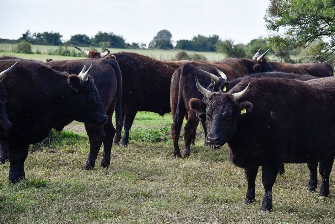 Carne Wagyu, una exquisitez para gustos refinados y alto poder adquisitivo