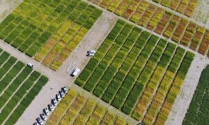 Se expande la RRECSO hacia una red regional de evaluación de soja en América