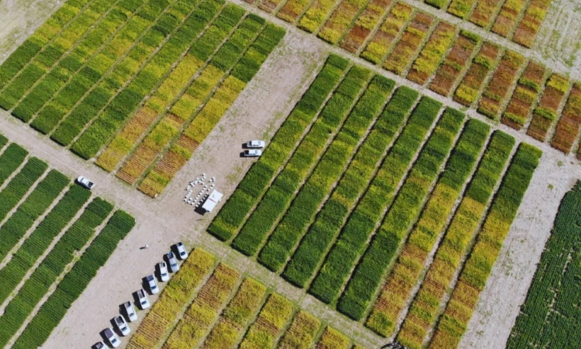 Se expande la RRECSO hacia una red regional de evaluación de soja en América