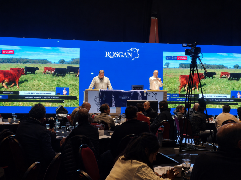 ROSGAN encendió la Semana Angus con 10.000 cabezas y precios firmes