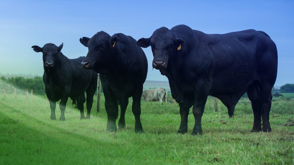 Valores de la hacienda: El mercado busca equilibrio