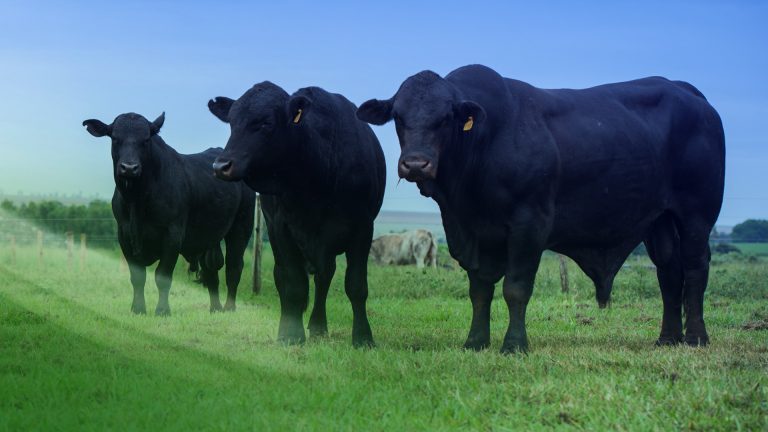 Valores de la hacienda: El mercado busca equilibrio