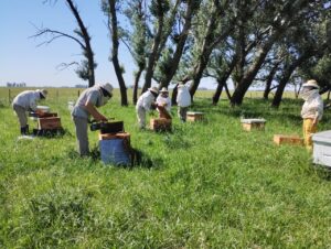 Fomento de la apicultura sostenible en Rauch: La evolución hacia una producción regenerativa
