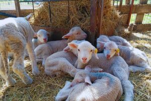 Merino Dohne: Genética que une carne y fibra premium