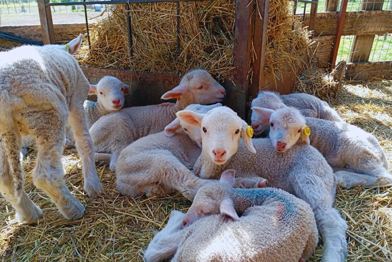 Merino Dohne: Genética que une carne y fibra premium
