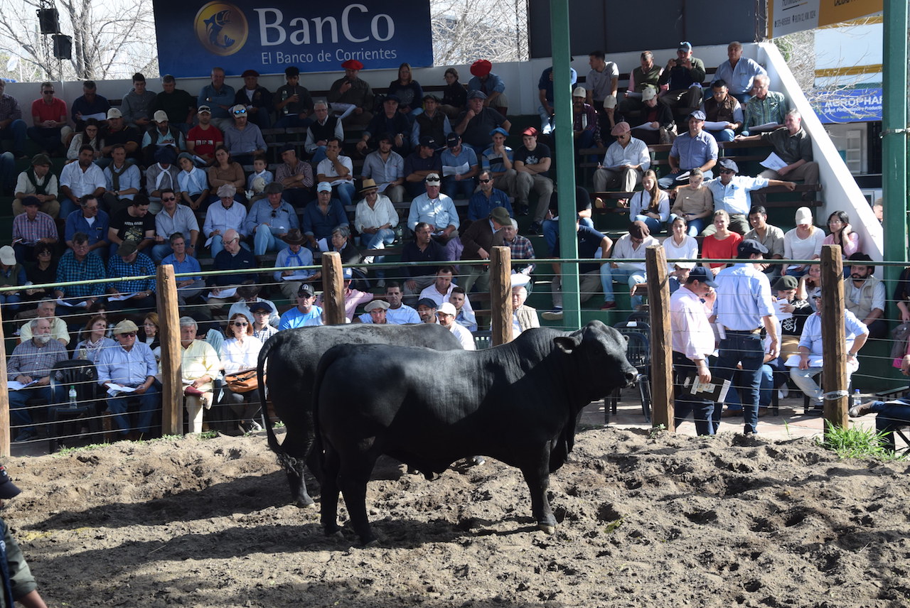 La Exposición de Razas, un importante espacio para la venta de reproductores