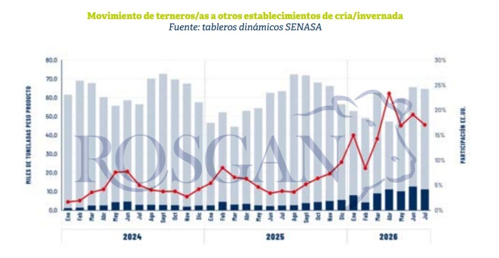 Menor oferta y más recría reconfiguran los movimientos ganaderos - Expoagro - Edición YPF Agro