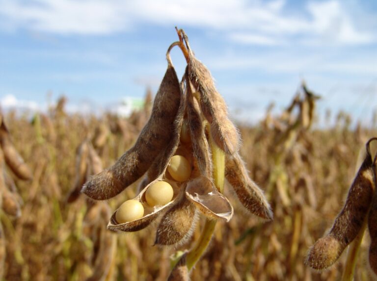 Seminario ACSOJA: claves agronómicas para una producción ofensiva