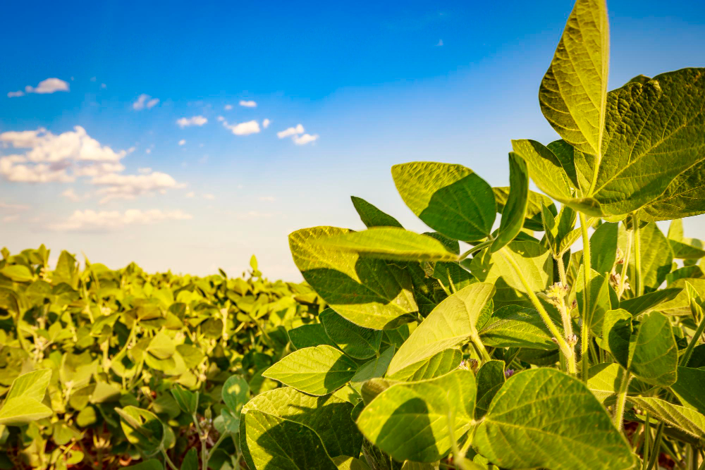 Soja y maíz bajo presión, la sequía amenaza el rinde