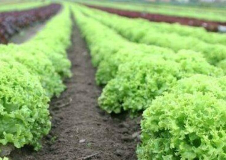 Semillas de hortalizas: una alternativa productiva que frenó el éxodo rural en San Juan