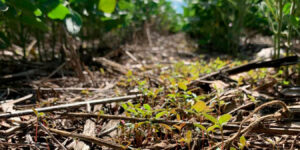 Siembra Directa: sostener un logro que no podemos perder frente a las malezas