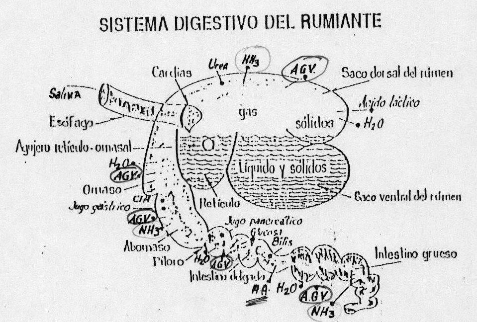 Tracto digestivo de un rumiante donde se observa el agujero u orificio retículo-omasal.