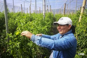 América Latina y el Caribe: el 36% del mundo laboral agroalimentario lo constituyen mujeres