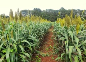 El sorgo se posiciona como alternativa forrajera frente a los desafíos ganaderos