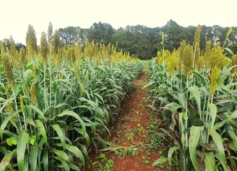 El sorgo se posiciona como alternativa forrajera frente a los desafíos ganaderos