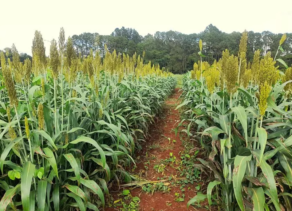 El sorgo se posiciona como alternativa forrajera frente a los desafíos ganaderos