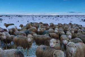Suplementación de emergencia para el ganado