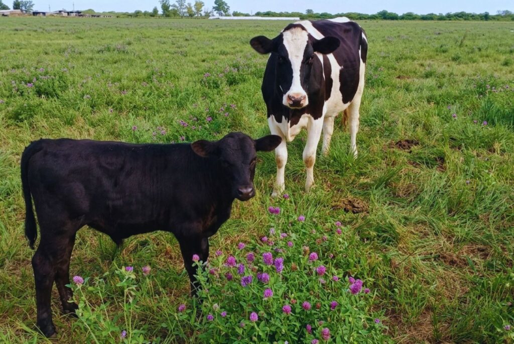 Cruzamientos estratégicos: El tambo suma valor a la producción de carne
