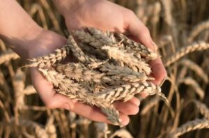 Trigo: Recomendaciones para la elección de materiales para la próxima campaña
