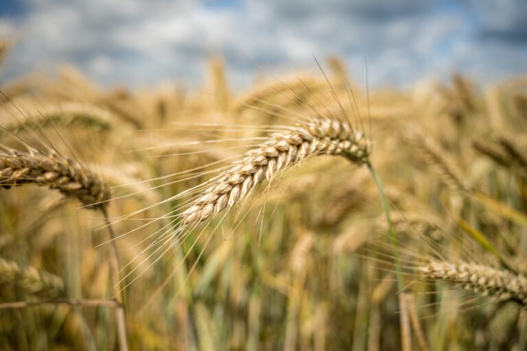 Aumentan los costos del trigo y se consolidan las condiciones productivas