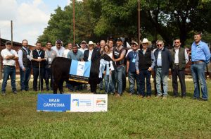 El Porvenir y La Victoria con los premios más importantes en la Nacional del Ternero Brangus