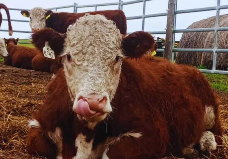 Toritos Hereford: Primer estudio nacional que une eficiencia productiva y sustentabilidad