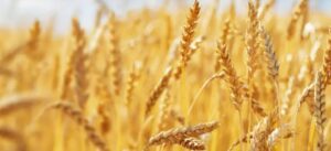 Se sembraría “al menos” un 10% más de trigo en la núcleo