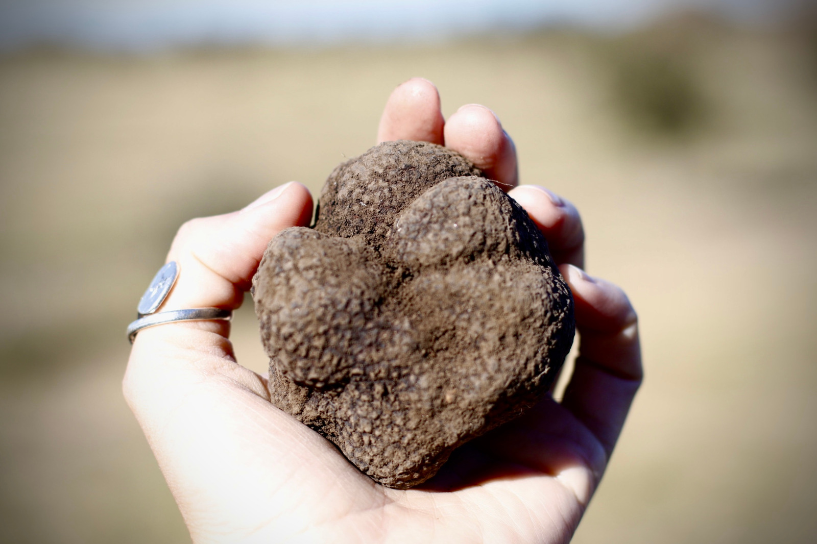 Trufas negras con sello argentino, el cultivo exclusivo que destaca a Espartillar